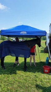 Mowgli trying to keep cool after dressage at Stevens Creek HT.