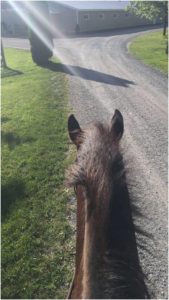 A lovely Tuesday night ride on Portia.