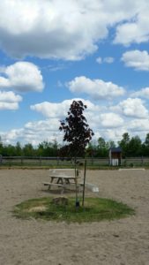 We added a new Maple tree in the middle of the large sandring at Oakhurst. Should be a good shade provider in a few years!